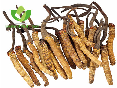 Cordyceps sinensis, whole/crushed/ground